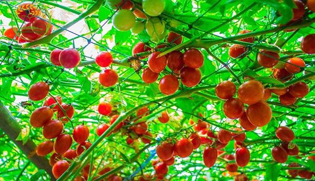 Hướng dẫn cách trồng cà chua bạch tuộc, phòng bệnh hiệu quả