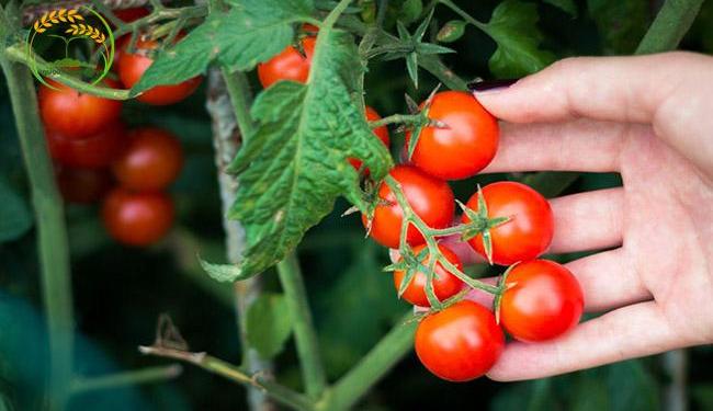 Hướng dẫn cách trồng cà chua bi, cách chăm sóc đúng cách