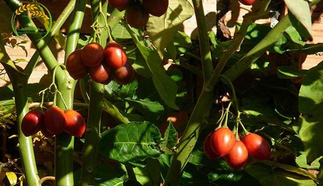 Hướng dẫn cách trồng cà chua thân gỗ chuẩn cho ra quả chất lượng