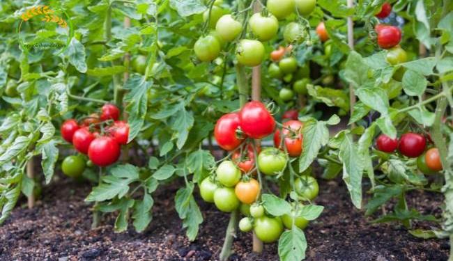 Hướng dẫn cách trồng cà chua đơn giản mang lại mùa vụ bội thu