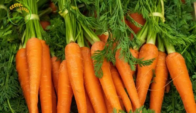 Cách trồng cà rốt - Chăm sóc cà rốt lớn nhanh, phát triển tốt