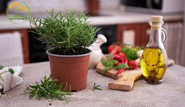 Bật mí cách trồng hương thảo đem lại năng suất cao
