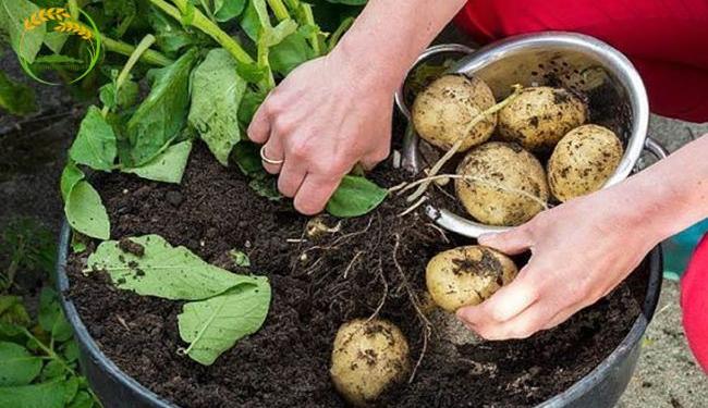 Hướng dẫn cách trồng khoai tây trong thùng xốp hiệu quả