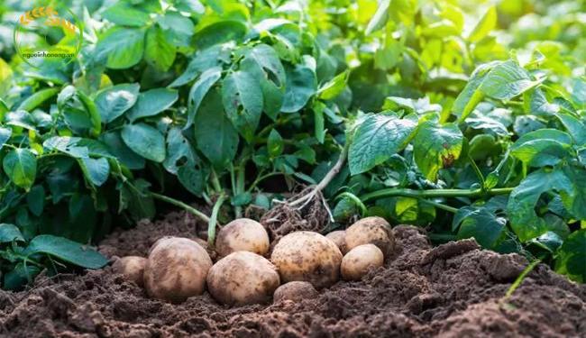 Bật mí cách trồng khoai tây đem lại năng xuất cao cho bà con nông dân