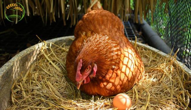 Chia sẻ kinh nghiệm nuôi gà ta đẻ trứng cùng các lưu ý cho nhà nông