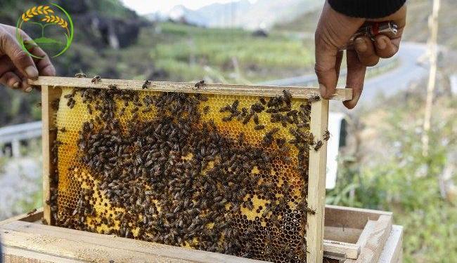 Cách nuôi ong mật tự nhiên, kinh nghiệm phòng bệnh cho ong mật
