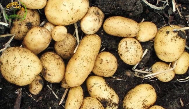 Tìm hiểu về thời vụ trồng khoai tây để đạt năng suất cao