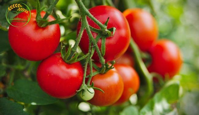 Nên trồng cà chua vào tháng mấy để cây trĩu quả?