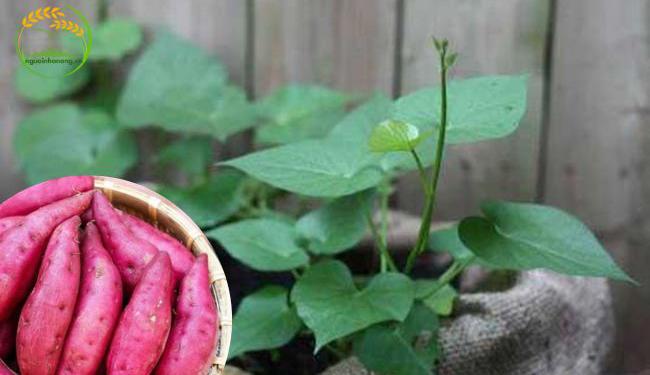 Cách trồng khoai lang trong bao tải: Hướng dẫn chi tiết và kinh nghiệm