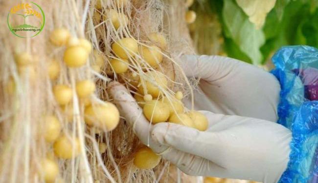 Hướng dẫn cách trồng khoai tây thủy canh đúng cách, năng suất cao